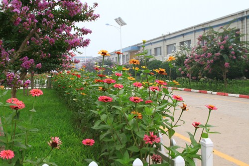 五彩缤纷紫薇路